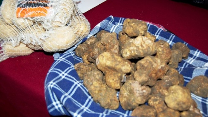 Associazioni tartufai chiedono tutela per il tartufo italiano