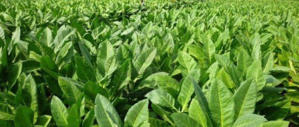 Altotevere e tabacco, l'audizione della Seconda commissione consiliare, che è stata presieduta da Valerio Mancini