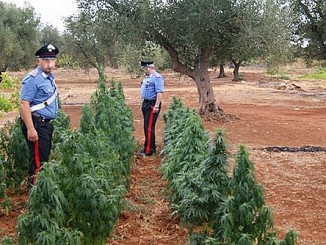 carabinieriMARIJUANA