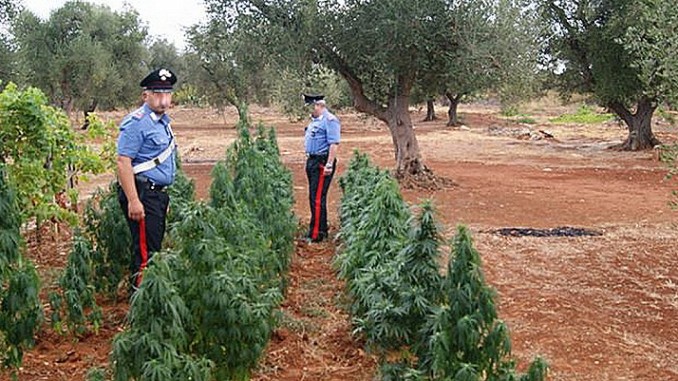 carabinieriMARIJUANA