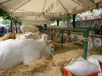 Fiera di san Bartolomeo, appuntamenti del weekend