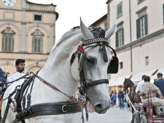 Mostra nazionale del Cavallo