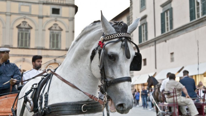 Mostra nazionale del Cavallo