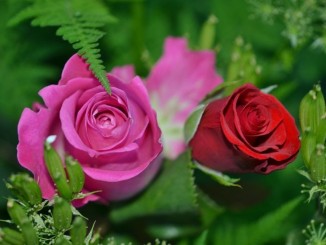 Sessanta anni e non sentrirli, nozze di “diamante” per Maria e Settimio
