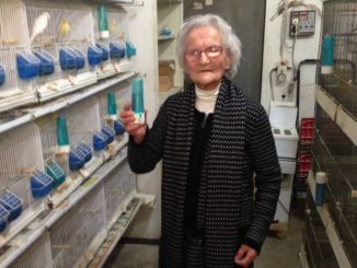 Luisa Zappitelli è l'allevatrice più anziana di canarini