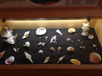 Museo delle “conchiglie” a Castello, oltre 600mila esemplari catalogati