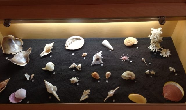Museo delle “conchiglie” a Castello, oltre 600mila esemplari catalogati