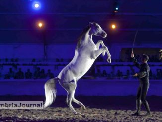 Mostra del Cavallo di Città di Castello compie 50 anni