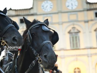Anteprima Cavalli in città comincia Mostra del Cavallo a Castello