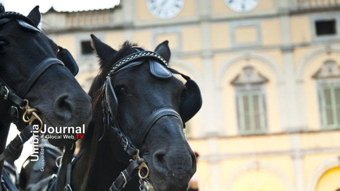 CAVALLIcitta'DIcastello Anteprima Cavalli in città comincia Mostra del Cavallo a Castello