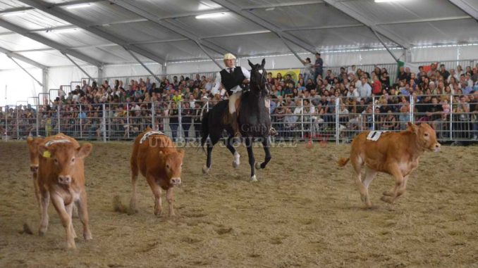 Mostra del cavallo anno 50esimo a Castello edizione per la storia