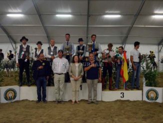 Monta da lavoro tradizionale Mostra Cavallo tribune piene per europeo
