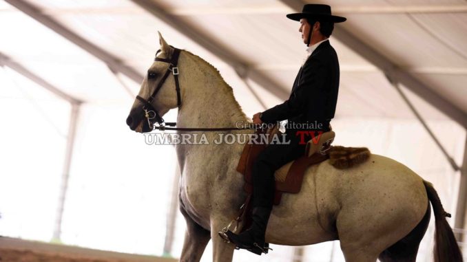 Cominciata la 50esima Mostra Nazionale del Cavallo di Città di Castello