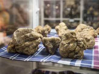 Mostra tartufo di Città di Castello, pubblico di estimatori a caccia di trifola