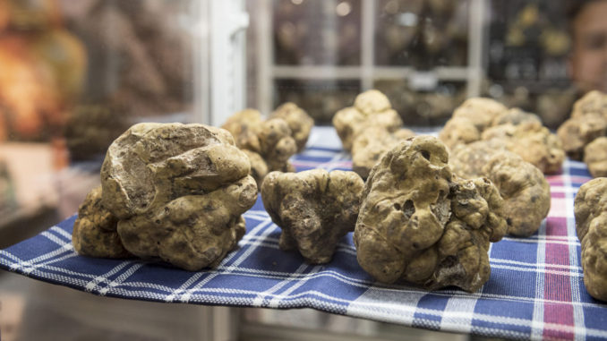 Mostra tartufo di Città di Castello, pubblico di estimatori a caccia di trifola