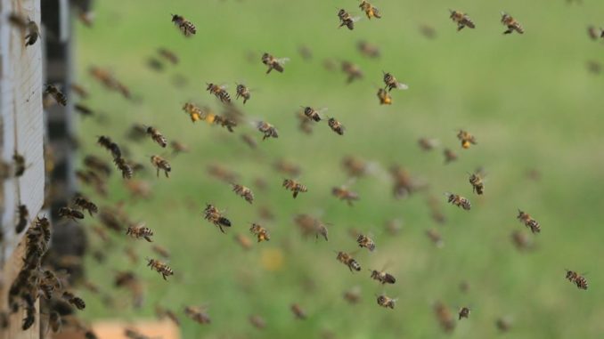 API Umbertide Cambia, approvato ordine del giorno, apicoltura bene comune