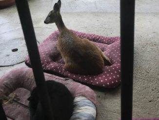 I caprioli Bimba e Holly sbranati nella notte dai lupi a Regnano