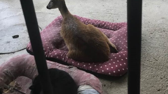 I caprioli Bimba e Holly sbranati nella notte dai lupi a Regnano