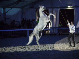 La Mostra Nazionale del Cavallo torna l’8 e il 9 settembre 2018La Mostra Nazionale del