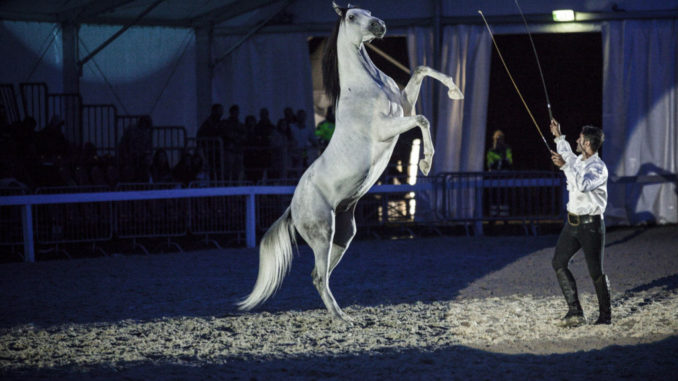 La Mostra Nazionale del Cavallo torna l’8 e il 9 settembre 2018La Mostra Nazionale del