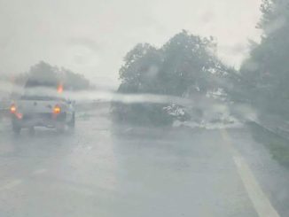 Maltempo, albero si schianta sulla E45, tra Montone e Promano