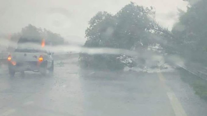 Maltempo, albero si schianta sulla E45, tra Montone e Promano