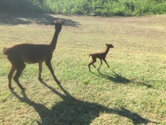 Dai un nome al cucciolo alpaca della casa paterna, ecco come