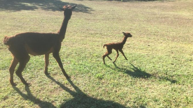 Dai un nome al cucciolo alpaca della casa paterna, ecco come
