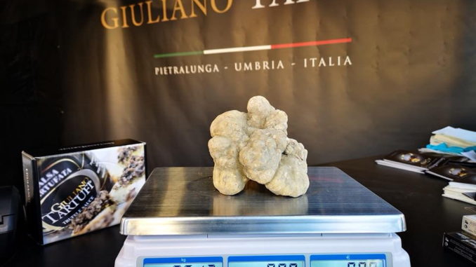 Pietralunga, concluso il primo weekend della mostra mercato del tartufo