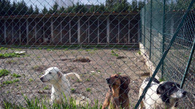 La gestione del canile di Lerchi affidata per tre anni all'Enpa