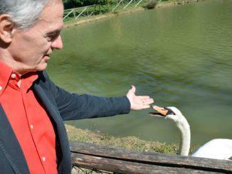 Ora Gisella non è più sola, nel laghetto è arrivato Otis, un altro cigno