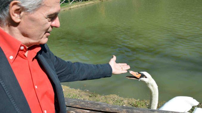 Ora Gisella non è più sola, nel laghetto è arrivato Otis, un altro cigno