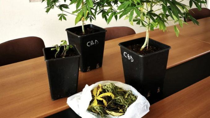 Piante e foglioline di marijuana già pronte per l'uso, scatta denuncia