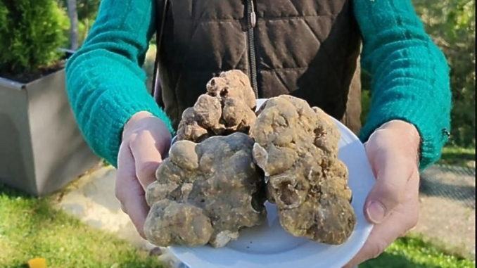 Scovati i primi maxi tartufi bianchi nei boschi dell'Alteotevere