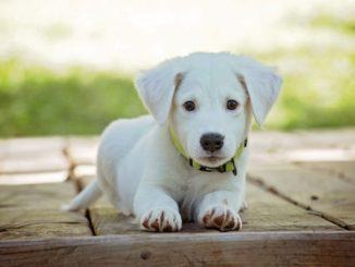 Compra un cucciolo di cane sul web, ma è una truffa