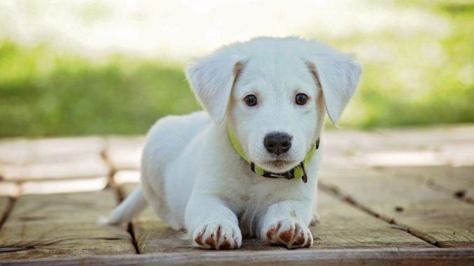 Compra un cucciolo di cane sul web, ma è una truffa
