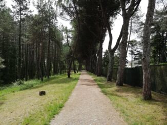 Sabato taglio del nastro per la Pineta Ranieri e il Bosco del Macchione, interventi di rigenerazione e di messa in sicurezza di tutta l'area