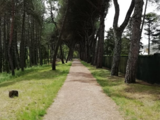 Pineta Ranieri bosco del Macchione interventi sicurezza e riqualificazione