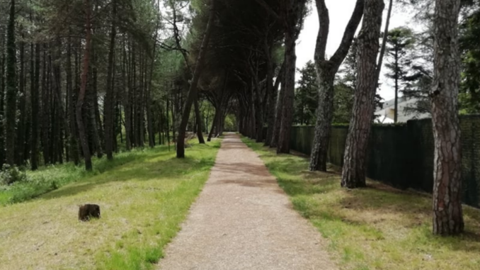 Pineta Ranieri bosco del Macchione interventi sicurezza e riqualificazione