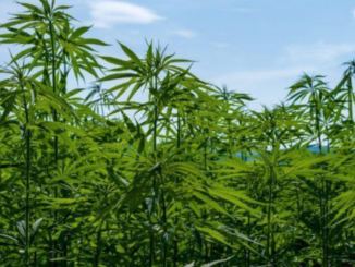 Tabacco canapa nuova opportunità per agricoltori la proposta di legge M5S