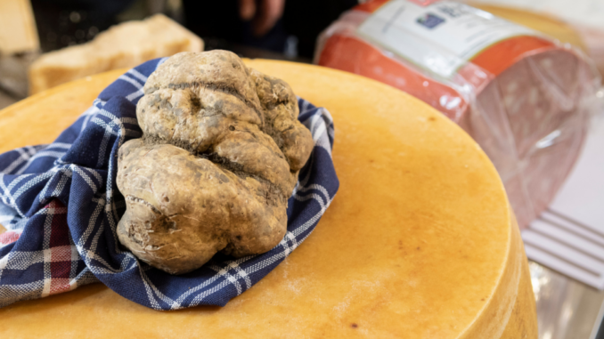 A Città di Castello ritorno della Mostra mercato nazionale del tartufo bianco