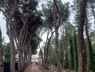 Riqualificazione e messa in sicurezza della Pineta Ranieri, proseguono gli interventi, s fare il punto l'assessore all'ambiente, Cenciarini