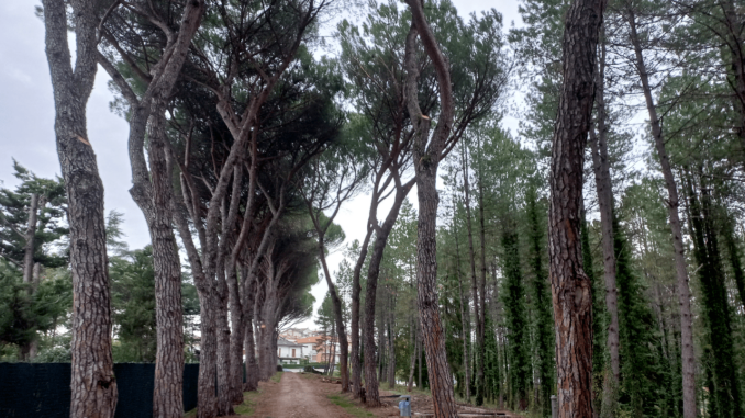 Riqualificazione e messa in sicurezza della Pineta Ranieri, proseguono gli interventi, s fare il punto l'assessore all'ambiente, Cenciarini