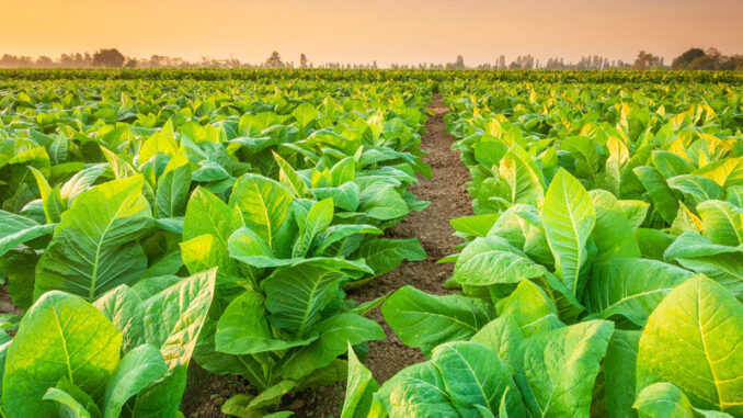 Confagricoltura Umbria filiera tabacchicola Altotevere futuro occupazione
