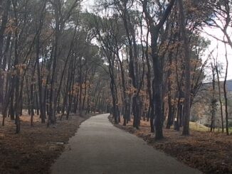 Umbertide, Pineta Ranieri, procedono lavori di riqualificazione, ma anche i lavori previsti per il Bosco del Macchione
