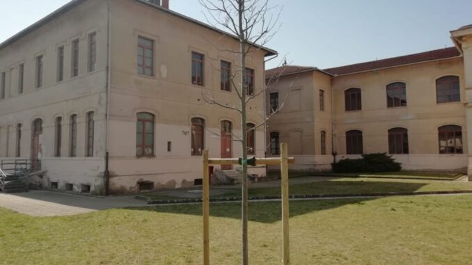 Due umbertidesi regalano nuovi tigli per il parco della scuola Garibaldi