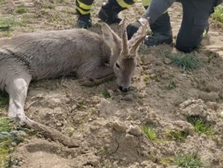 Trovato un capriolo, era ferito lungo la strada, salvato dalla polizia
