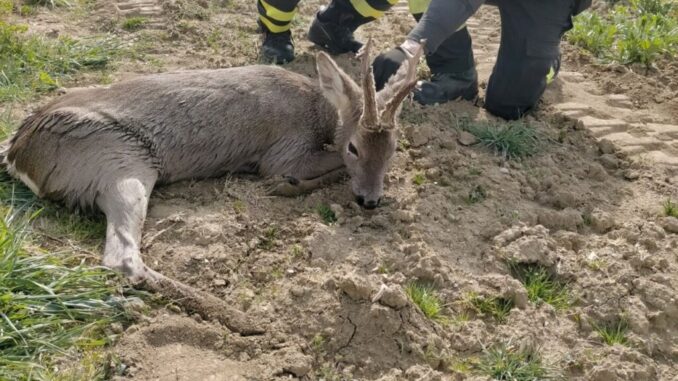 Trovato un capriolo, era ferito lungo la strada, salvato dalla polizia