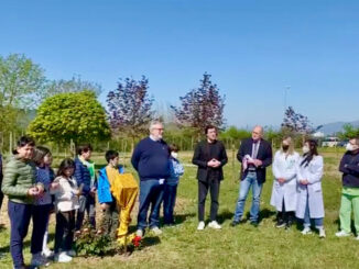 Ospedale Città di Castello, donato un boschetto di betulle