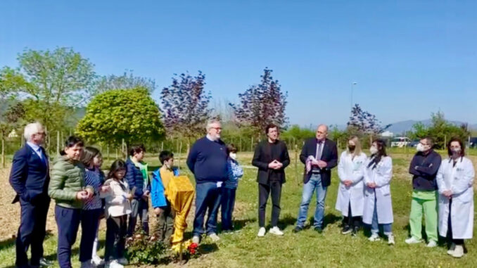 Ospedale Città di Castello, donato un boschetto di betulle